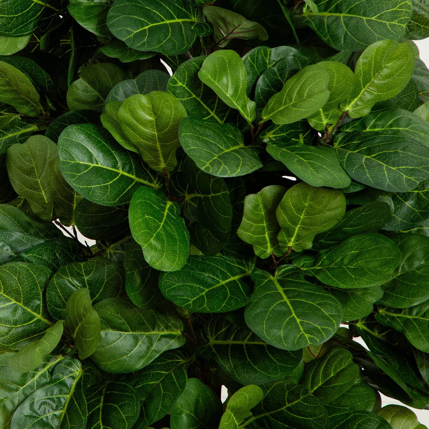 7’ Fiddle Leaf Fig artificial tree leaves close-up; green oval leaves with yellow veining on Tampa Home & Garden Store