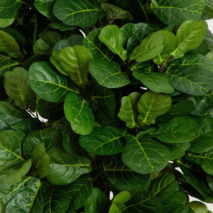 7’ Fiddle Leaf Fig artificial tree leaves close-up; green oval leaves with yellow veining on Tampa Home & Garden Store