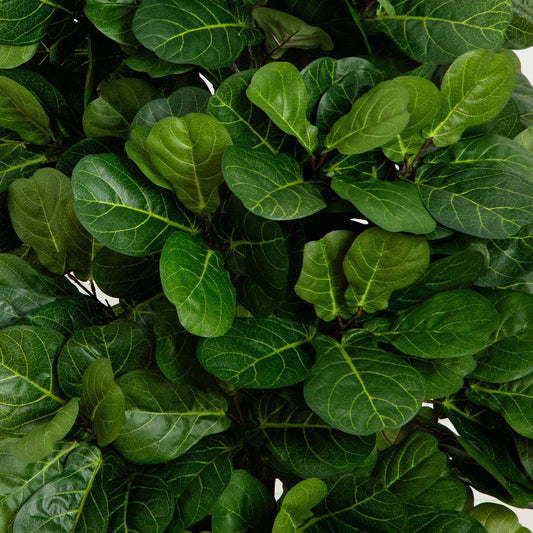 7’ Fiddle Leaf Fig artificial tree leaves close-up; green oval leaves with yellow veining on Tampa Home & Garden Store