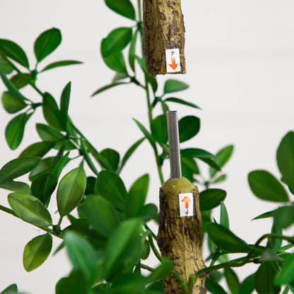 7' artificial Shady Lady Black Olive Tree Nearly Natural with textured bark and green leaves on Tampa Home & Garden Store