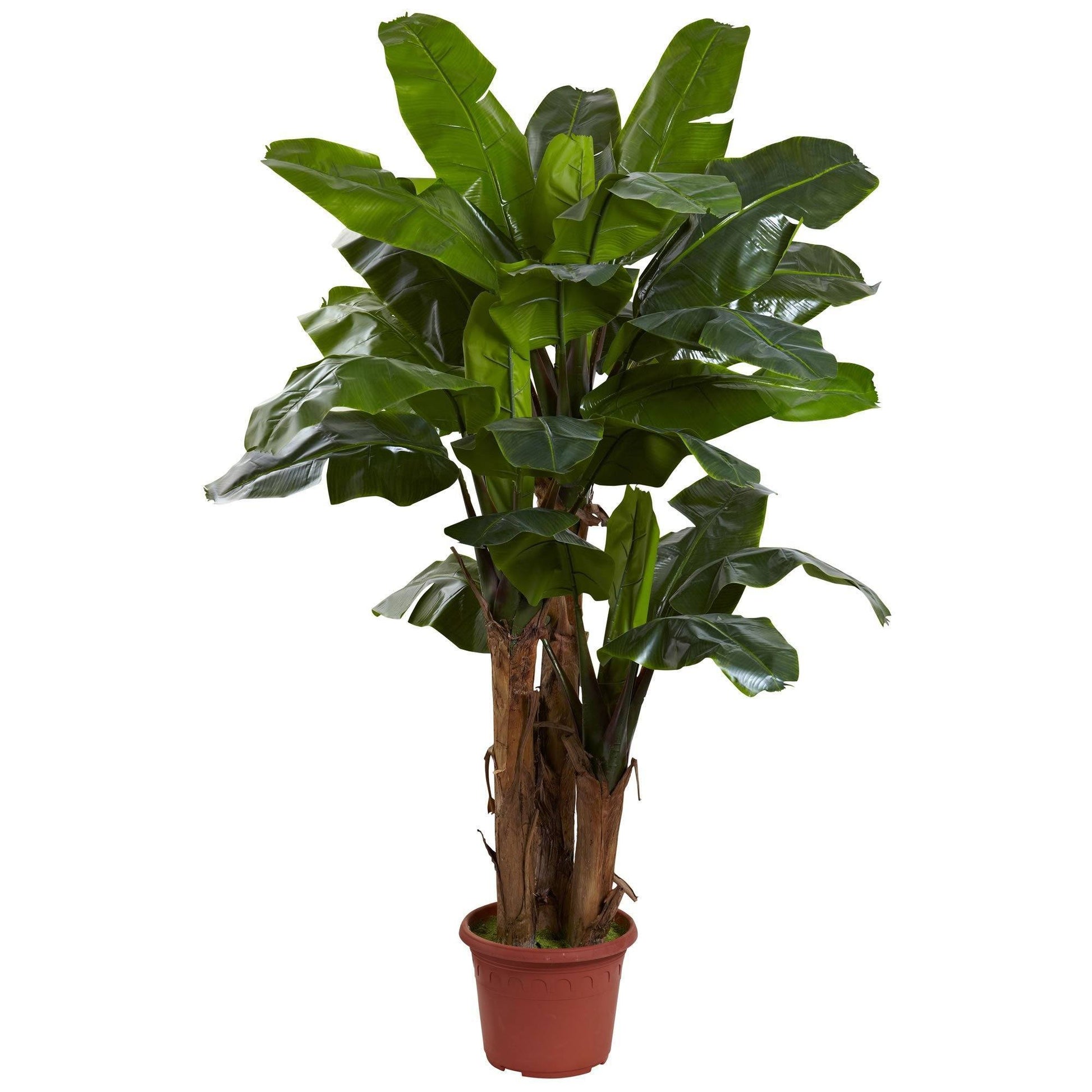 7' Banana Tree artificial plant with glossy green leaves in terracotta pot Nearly Natural on Tampa Home & Garden Store