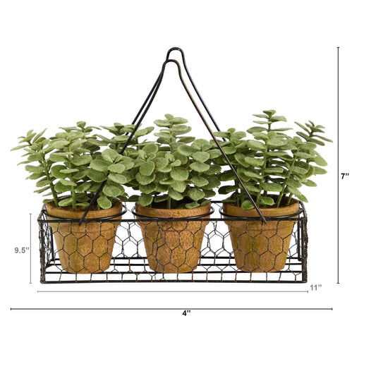 7 Inch Mini Jade Garden plant set of 3 in hanging planters with jade leaves on Tampa Home & Garden Store
