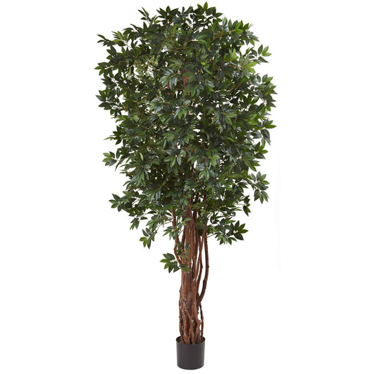 7.5’ Lychee Silk Tree - Tampa Home & Garden Store
