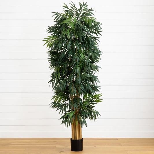 7.5’ Phoenix Palm Tree - Tampa Home & Garden Store