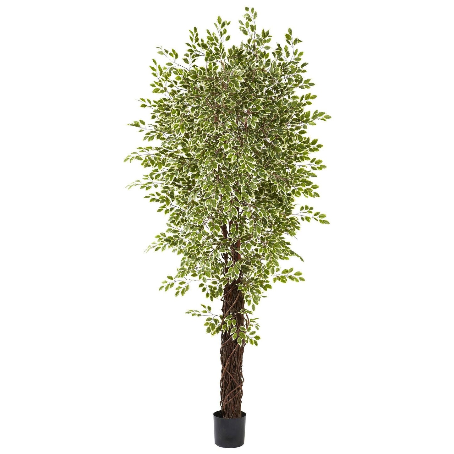 7.5' variegated mini ficus silk tree by Nearly Natural in a black pot on Tampa Home & Garden Store