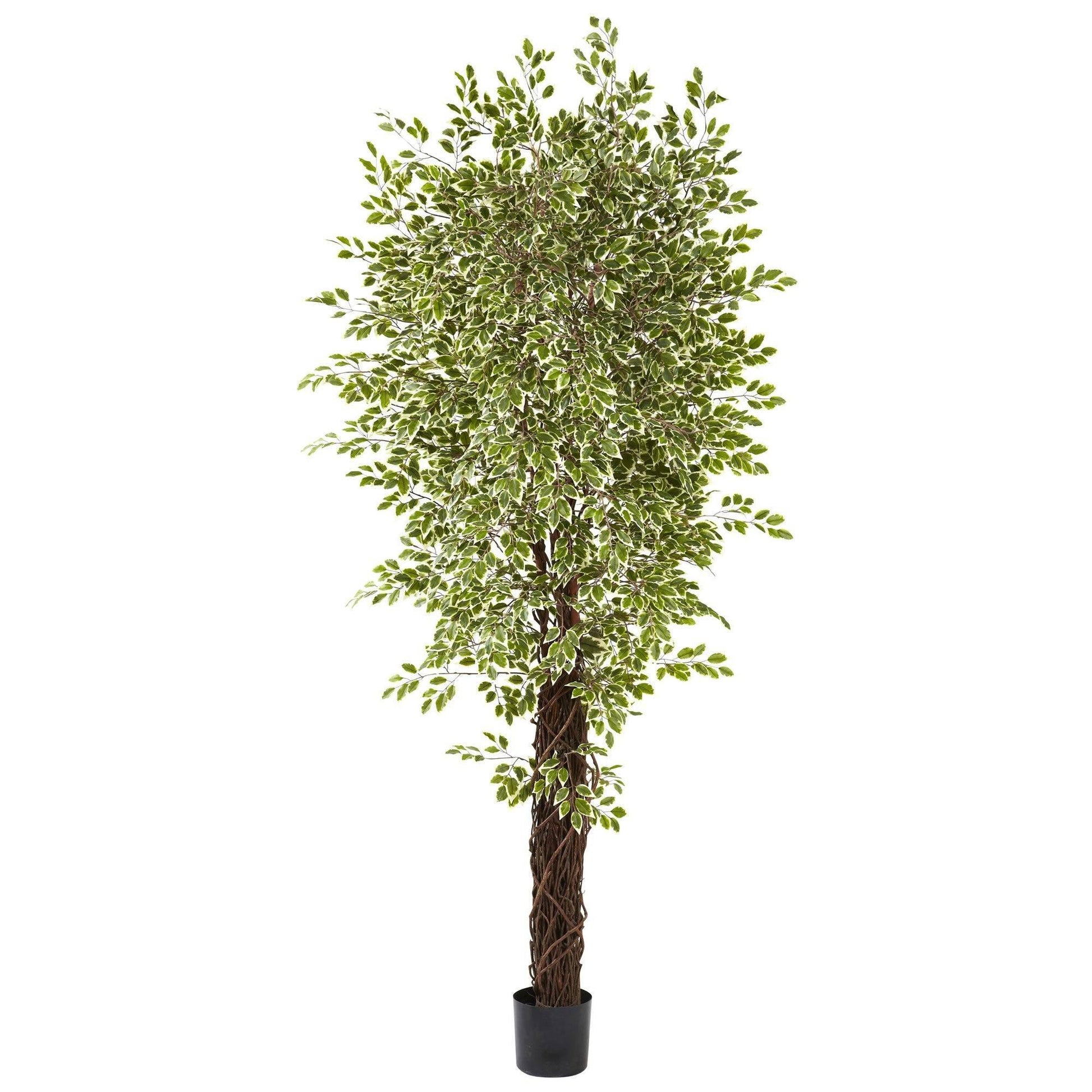 7.5' variegated mini ficus silk tree by Nearly Natural in a black pot on Tampa Home & Garden Store