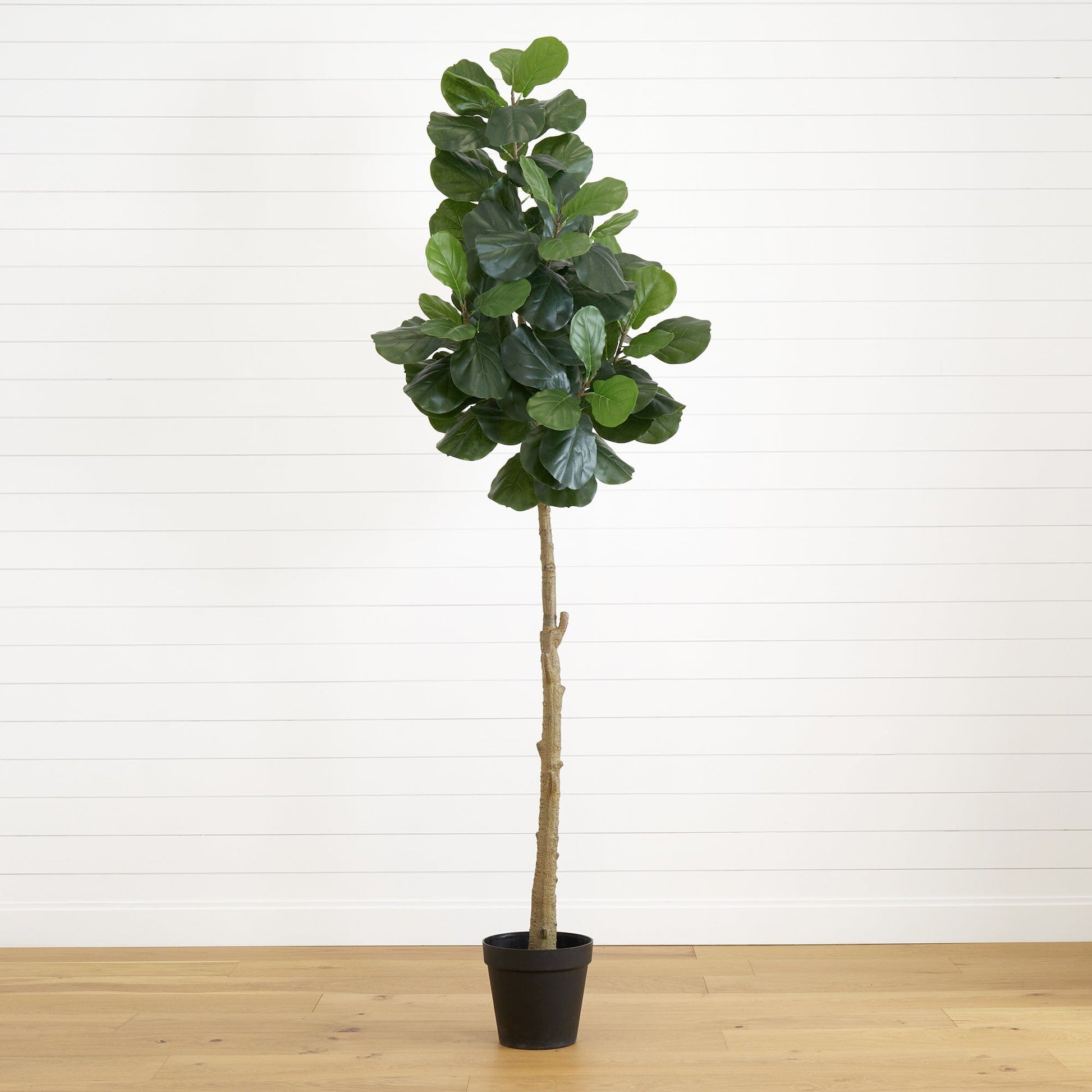 8’ fiddle leaf fig tree Nearly Natural in black pot with green leaves on white backdrop on Tampa Home & Garden Store
