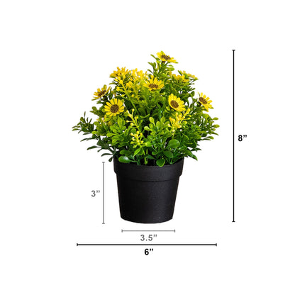 8in artificial flowering daisies in black pots, set of 3 with green foliage on Tampa Home & Garden Store
