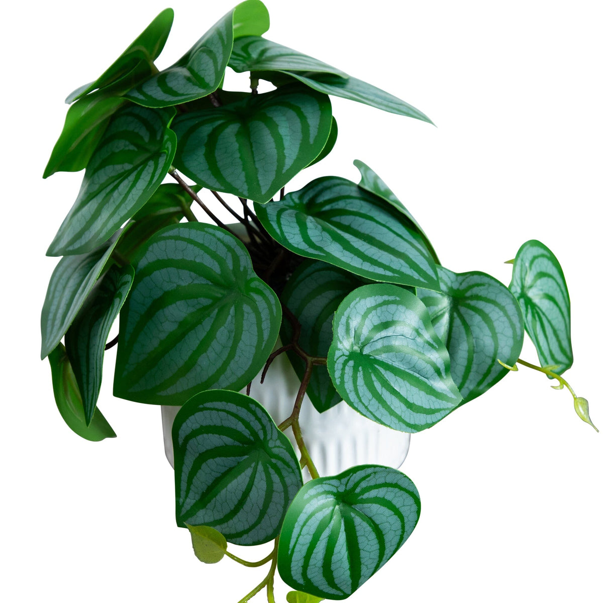 Artificial mixed greens in ceramic planter, 8in, Nearly Natural, set of 3, zebra leaves on Tampa Home & Garden Store