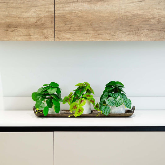 8in artificial mixed greens in ceramic planters set of 3 by Nearly Natural on Tampa Home & Garden Store