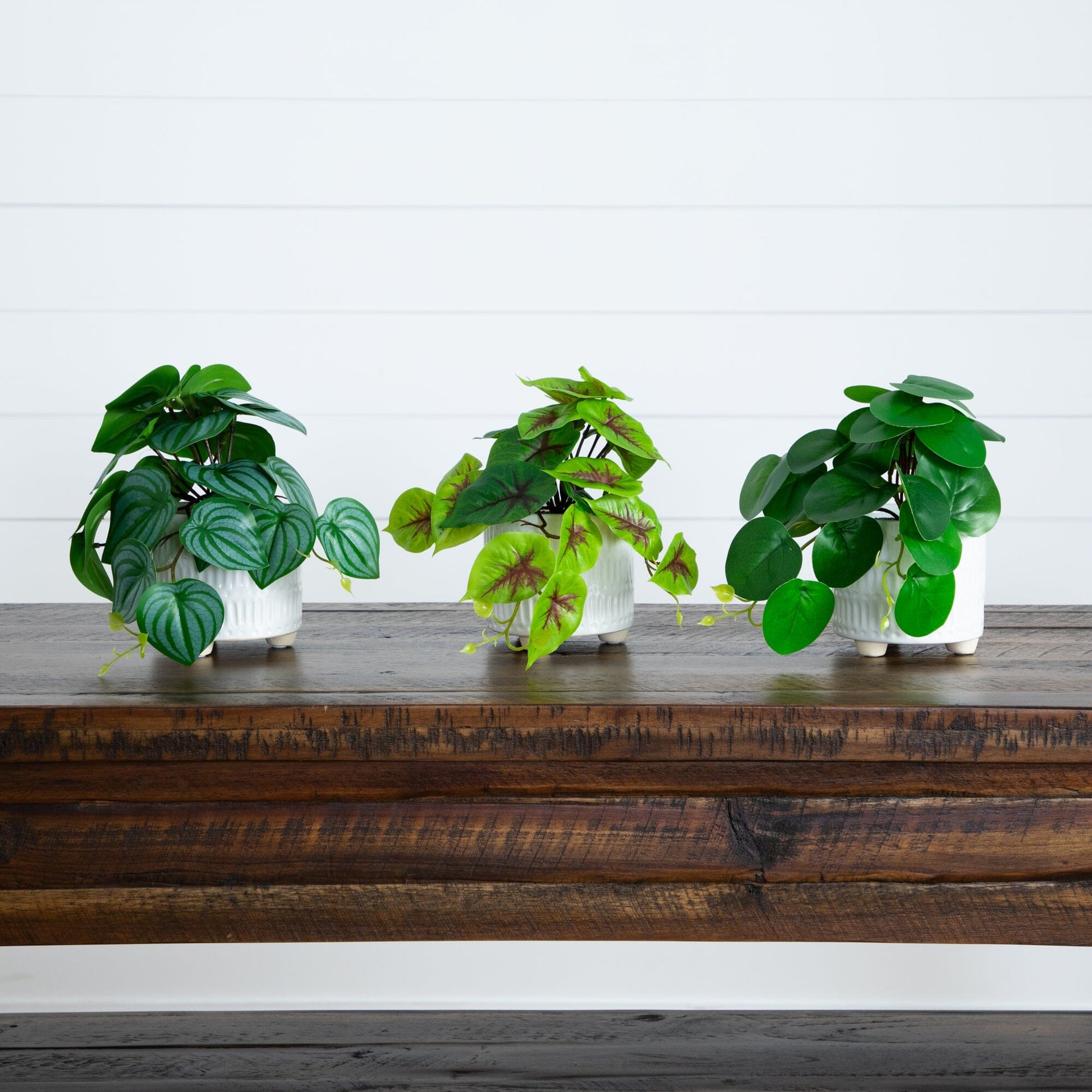 8” artificial mixed greens in ceramic planters, set of 3 by Nearly Natural on Tampa Home & Garden Store