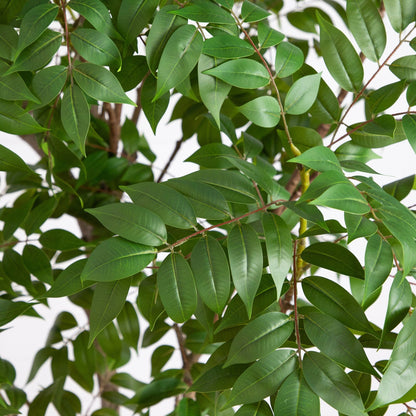 Artificial Sumac Tree and Home Garden Decor