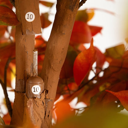 8 Foot Autumn Ficus Tree and Fall Balcony Decor