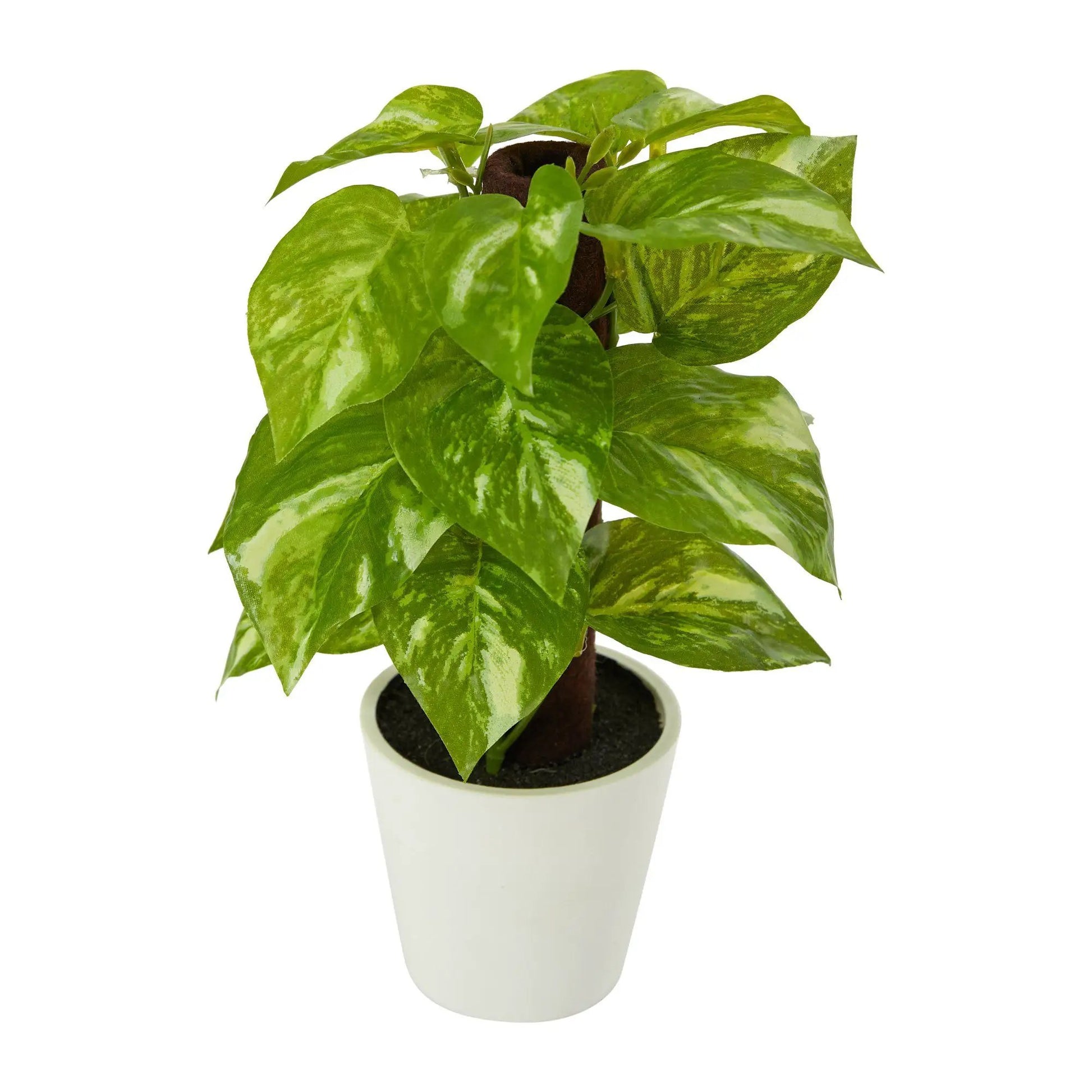 - image on Tampa Home & Garden Store