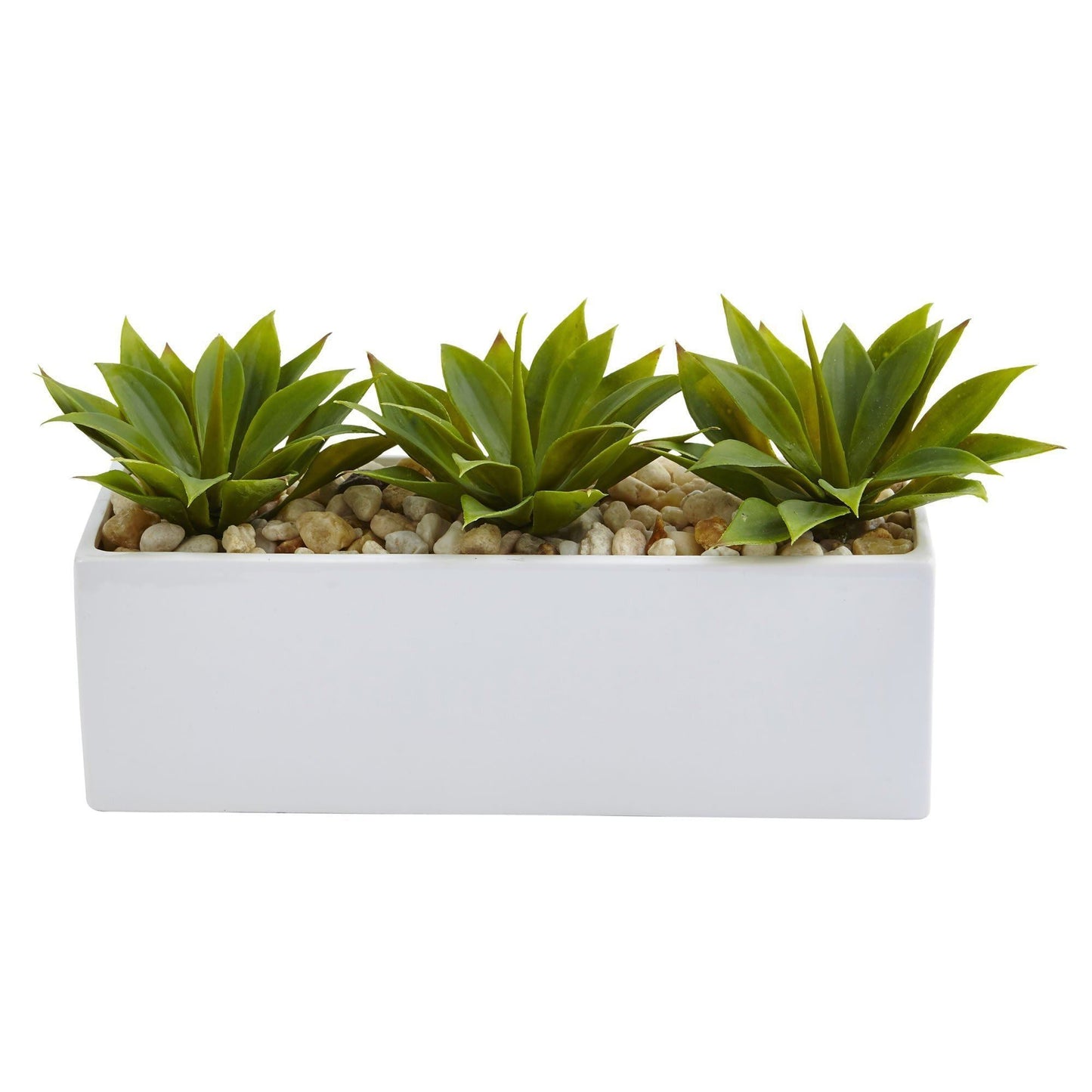 Suculenta Agave en Jardinera Rectangular
