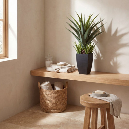 Agave avec jardinière noire
