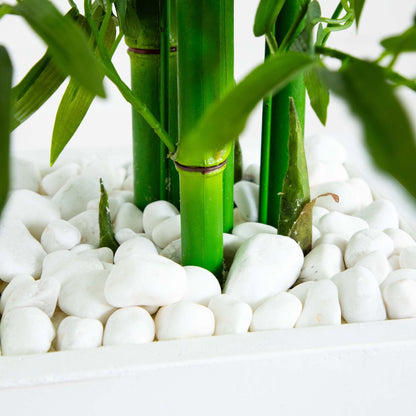 Bamboo Tree in White Planter UV Resistant