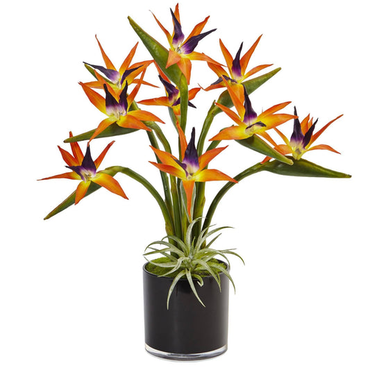 Bird of Paradise in Black Glossy Cylinder - Tampa Home & Garden Store