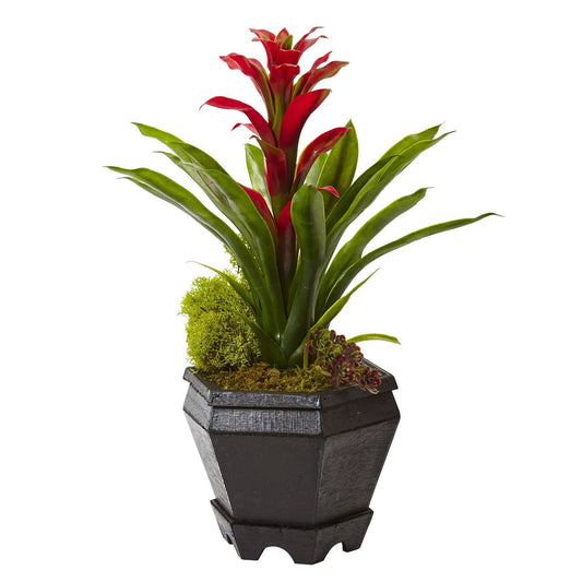 Bromeliad in Black Hexagon Planter - Tampa Home & Garden Store