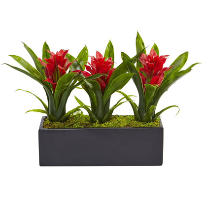 Bromeliads in Rectangular Planter with red bracts and green leaves in a black planter on Tampa Home & Garden Store