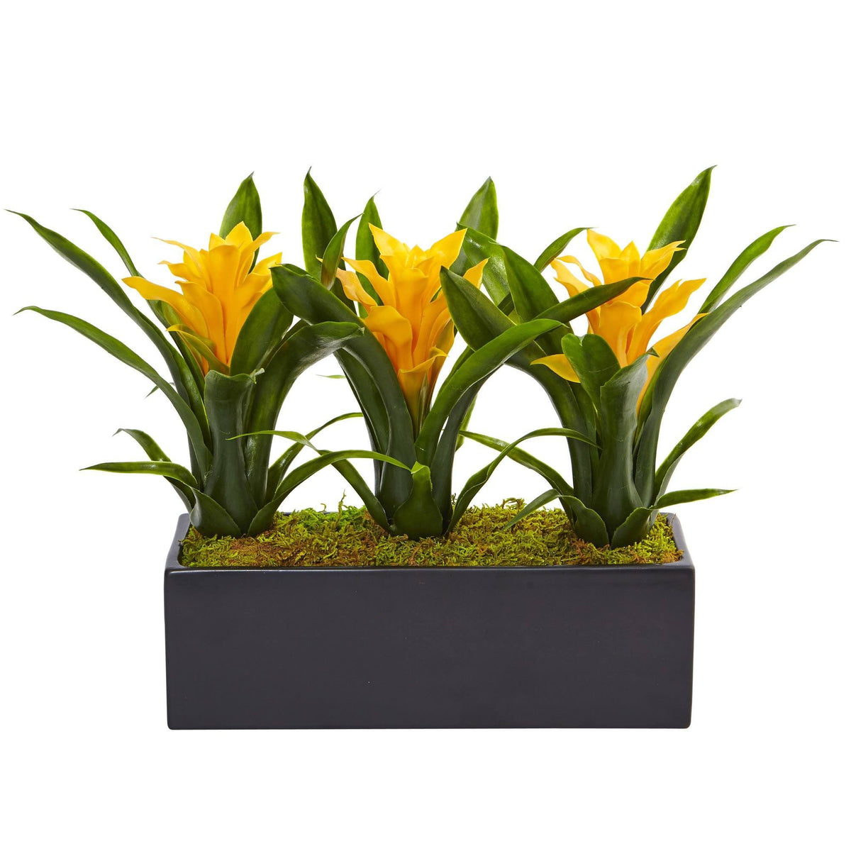 Bromeliads in rectangular black planter with yellow blooms and glossy green leaves, moss bed on Tampa Home & Garden Store