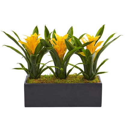 Bromeliads in rectangular black planter with yellow blooms and glossy green leaves, moss bed on Tampa Home & Garden Store