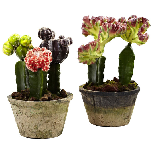 Colorful Cactus Gardens (Set of 2) - Tampa Home & Garden Store