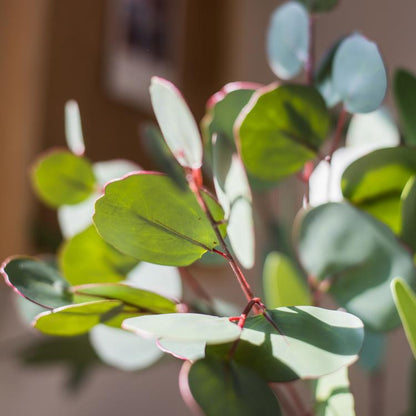 Artificial Faux Eucalyptus Leaves in varied shapes, green with red stems RusticReach on Tampa Home & Garden Store