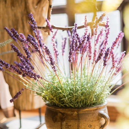 Faux Provence lavender stem arrangement in a rustic ceramic pot, 21in tall silk on Tampa Home & Garden Store