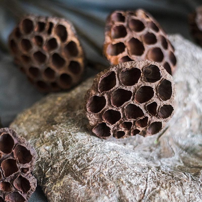 Artificial dried lotus pod cluster, few brown RusticReach pods on a textured rock surface on Tampa Home & Garden Store