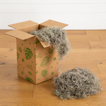 Natural Spanish Moss 3Lbs plant filler Nearly Natural in a kraft box with moss spilling out on Tampa Home & Garden Store