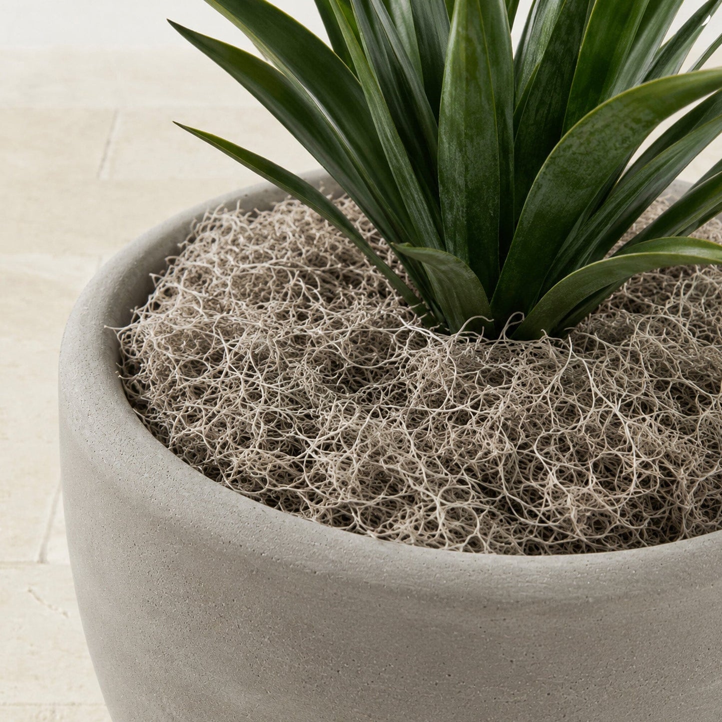 Natural Spanish Moss plant filler 3 lbs in a gray pot with dark green strap leaves on Tampa Home & Garden Store