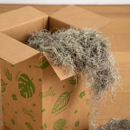 Natural Spanish Moss 3 lbs plant filler from Nearly Natural; gray-green curly vase filler on Tampa Home & Garden Store