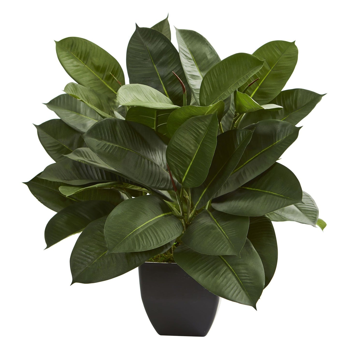 Oak Ficus artificial plant with glossy dark green leaves in a black pot on Tampa Home & Garden Store