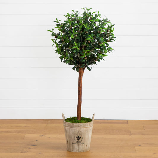 Olive Topiary Tree with Farmhouse Planter - Tampa Home & Garden Store