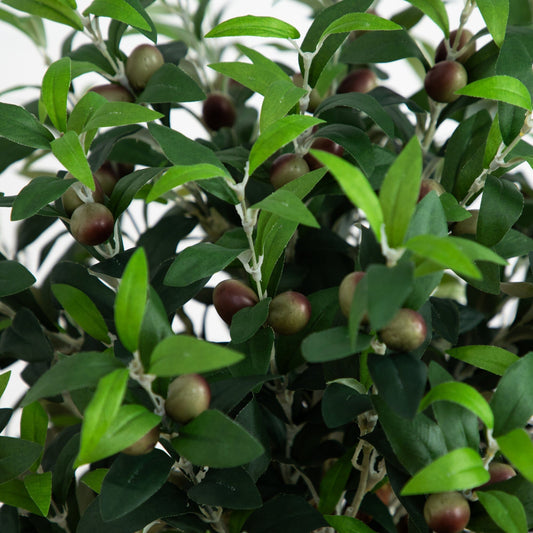Olive Topiary Tree with Farmhouse Planter - Tampa Home & Garden Store
