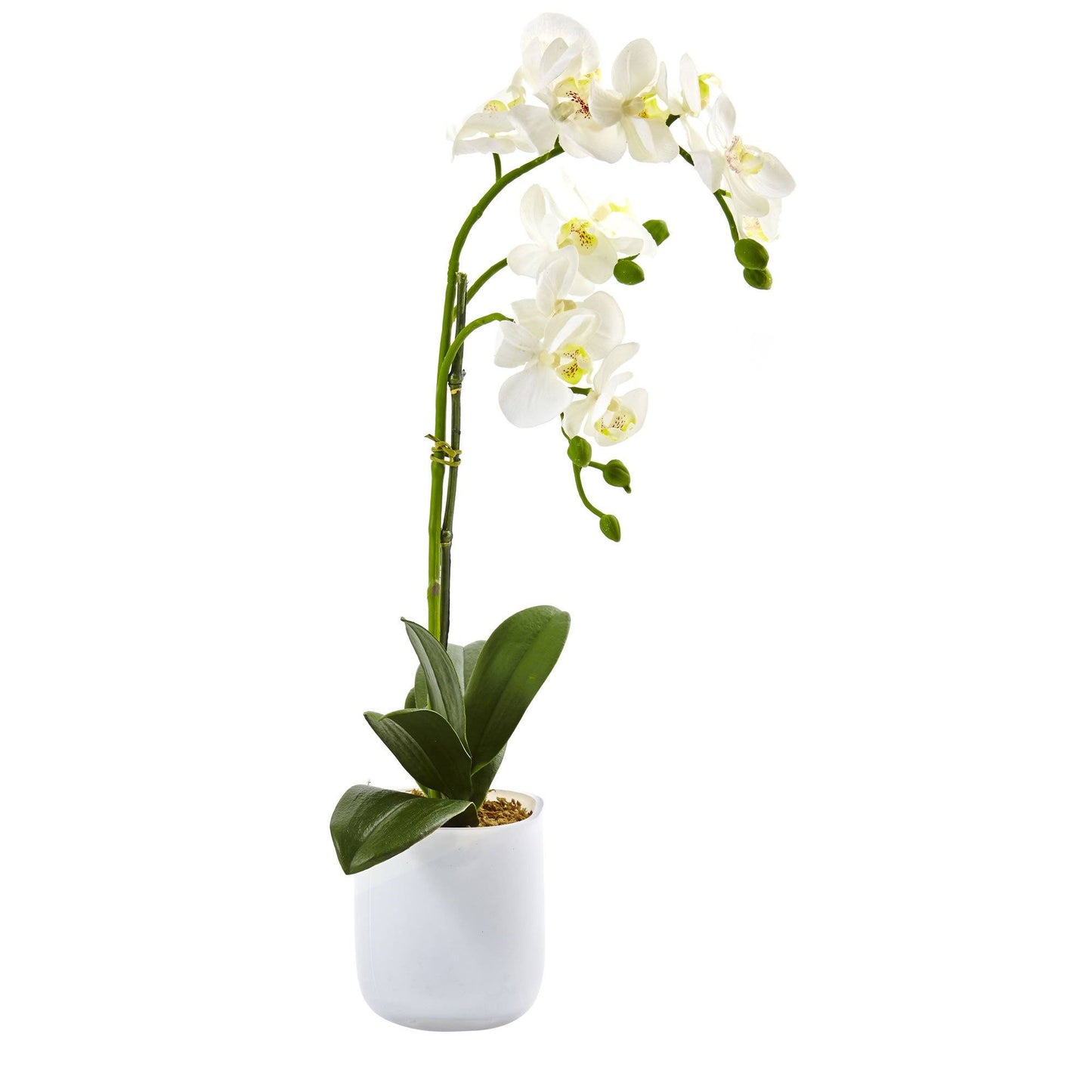 Phalaenopsis arrangement in frosted glass vase with white orchids on Tampa Home & Garden Store
