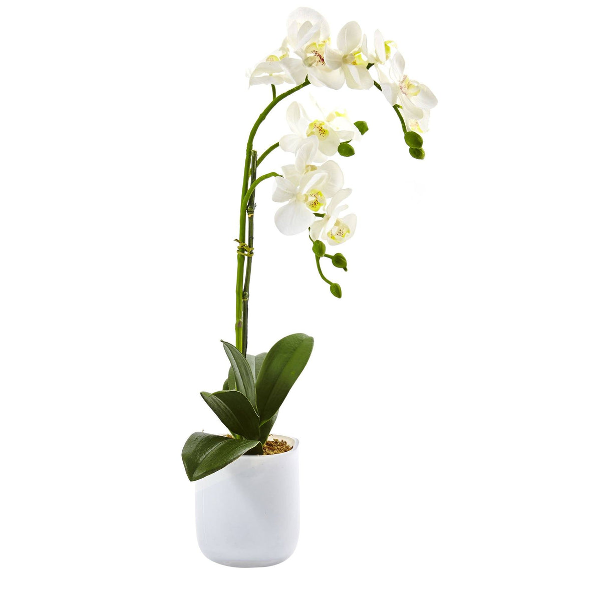 Phalaenopsis arrangement in frosted glass vase with white orchids on Tampa Home & Garden Store