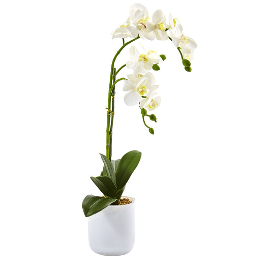 Phalaenopsis arrangement in frosted glass vase with white orchids on Tampa Home & Garden Store