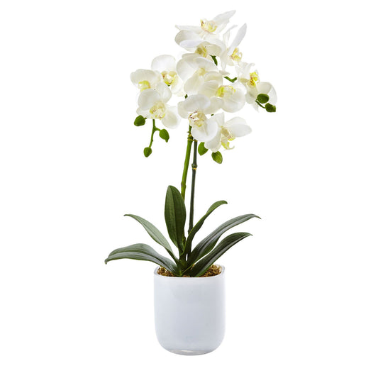 Phalaenopsis orchid arrangement in frosted glass vase, white blooms with yellow centers on Tampa Home & Garden Store