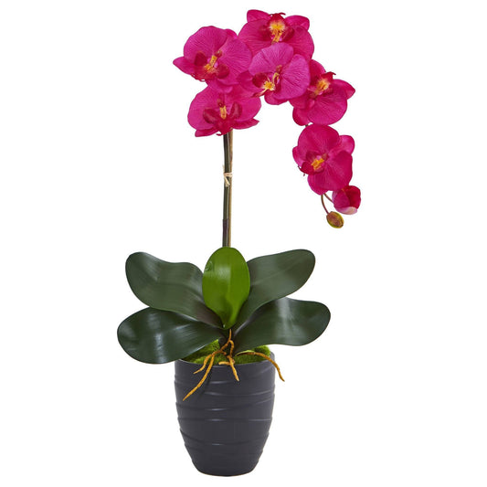 Phalaenopsis Orchid in Black Vase - Tampa Home & Garden Store