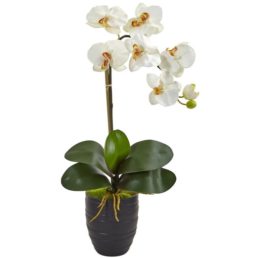 Phalaenopsis Orchid in Black Vase - Tampa Home & Garden Store