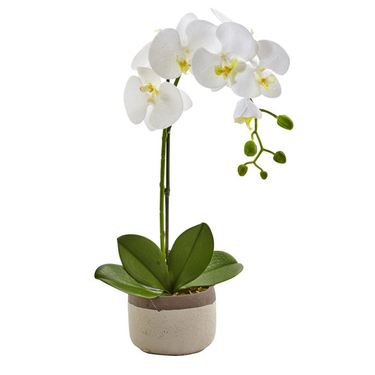 Phalaenopsis Orchid in Ceramic Pot - Tampa Home & Garden Store