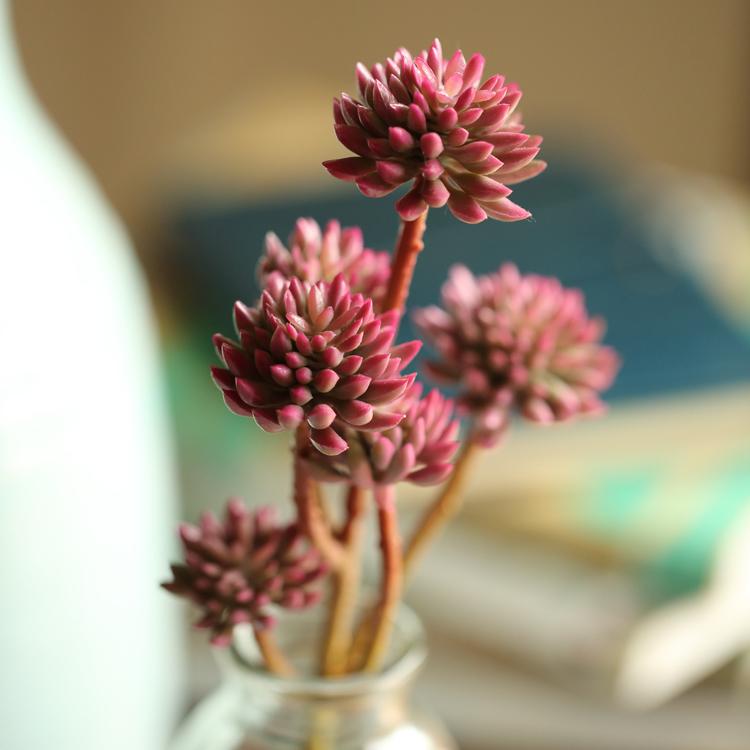 Artificial succulent stem set in red, 5 stems with rosettes, 13 inches tall, RusticReach on Tampa Home & Garden Store