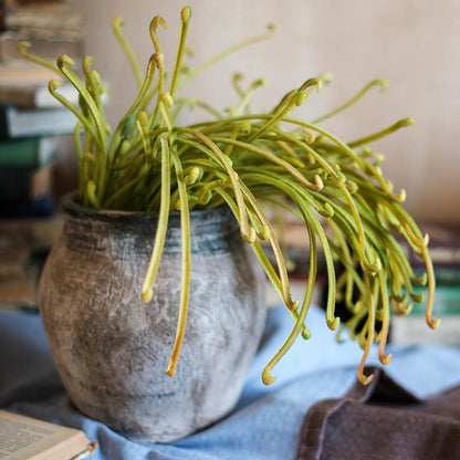 Artificial Sarracenia stem plant green 12 in tall in a textured gray pot on Tampa Home & Garden Store
