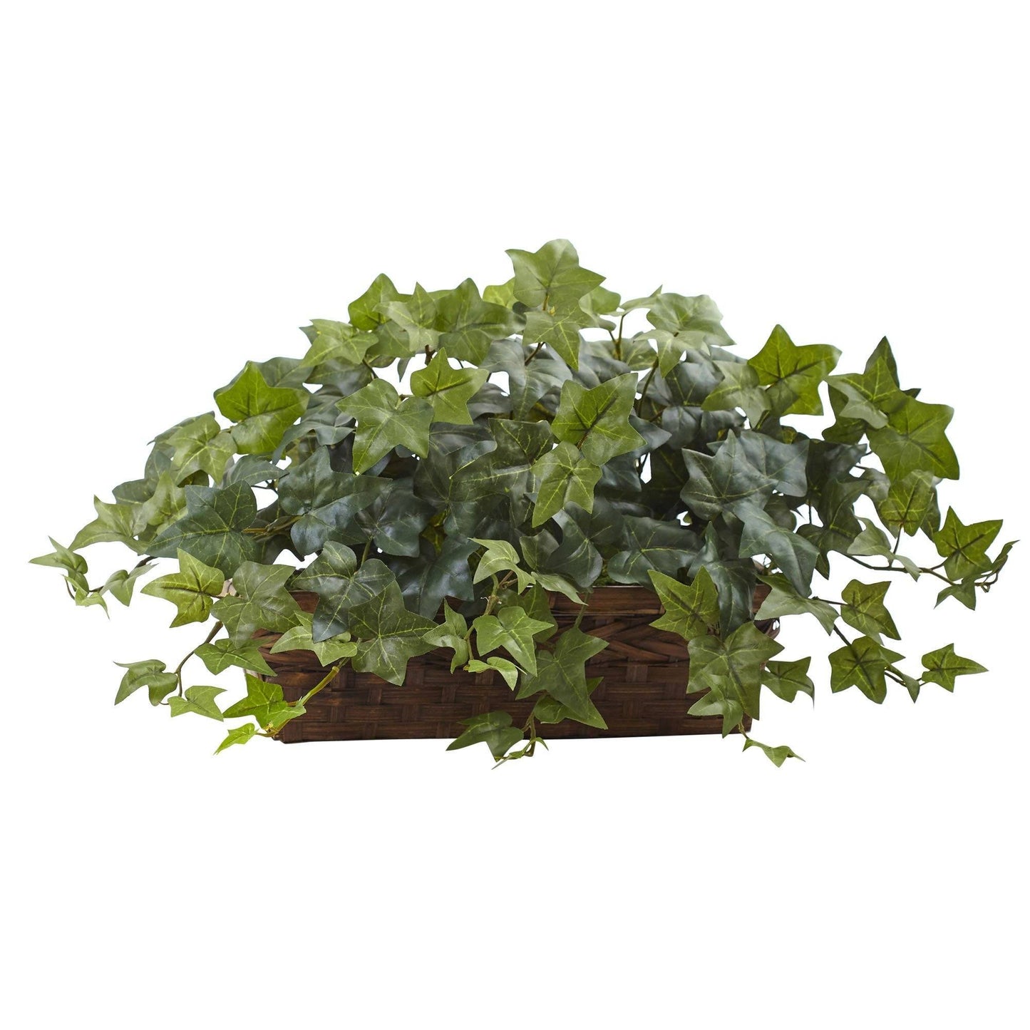 Hiedra Esponjosa con Cesta Colgante