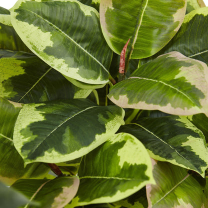 Planta de Caucho en Cilindro Brillante (Tacto Real)