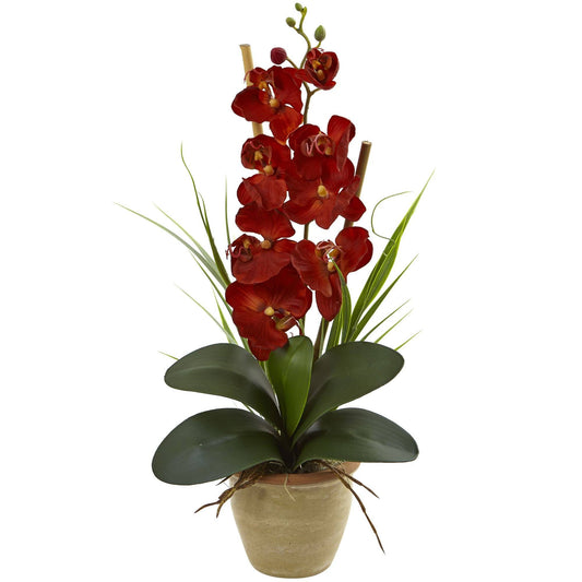 Seasonal Phalaenopsis Orchid Arrangement - Tampa Home & Garden Store