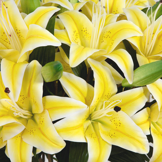 Signature Collection 29” Lily Artificial Arrangement in Glass Vase - Tampa Home & Garden Store