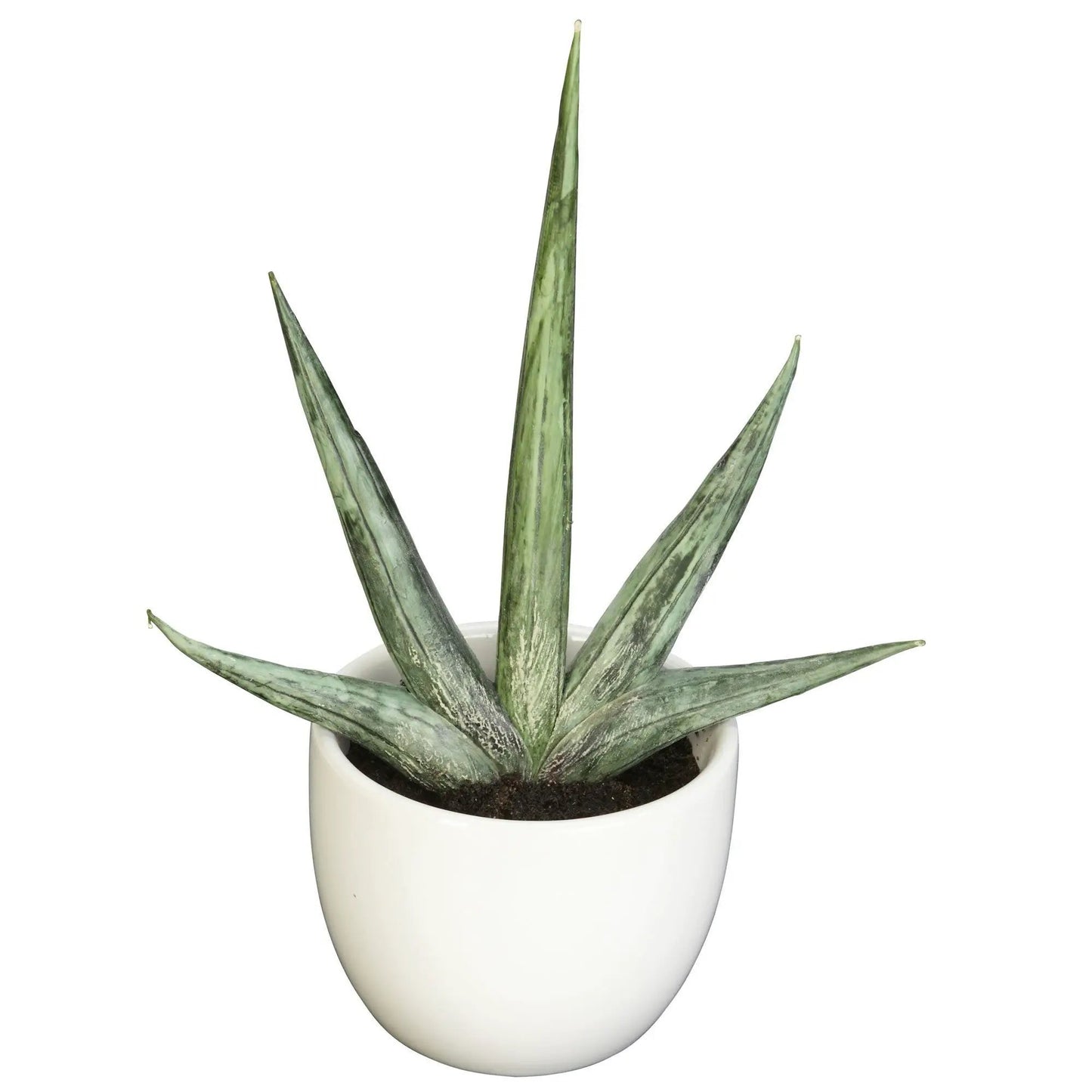 - image on Tampa Home & Garden Store